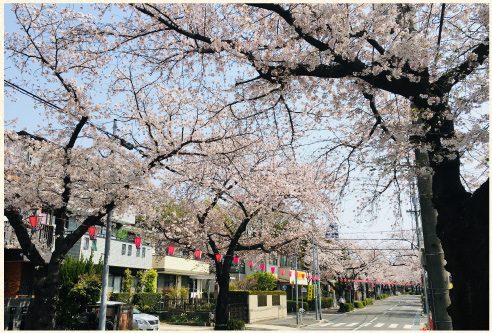 桜並木のトンネル
